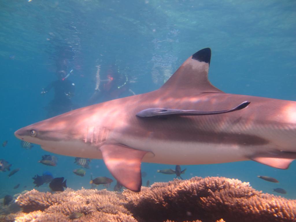 Ombak Dive Resort Perhentian Island Pulau Perhentian Kecil 外观 照片